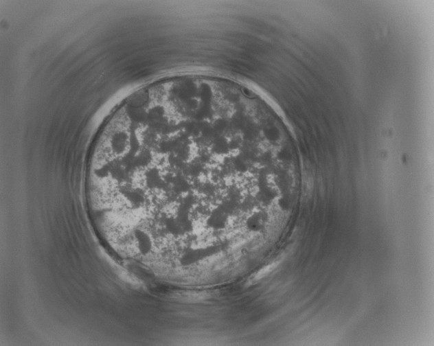 X0000076071245200610152220