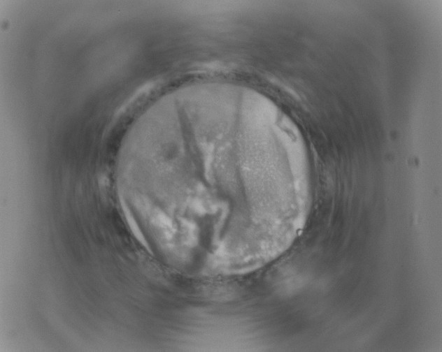 X0000076071254200610152219