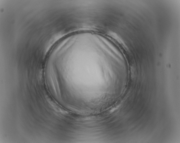 X0000076071260200610152219