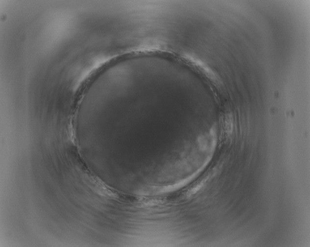 X0000076071262200610152219