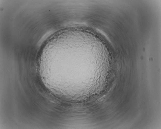 X0000076071267200610152218