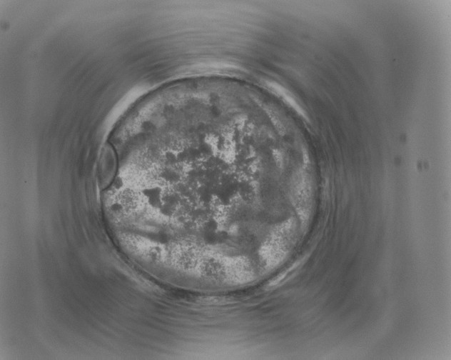 X0000076071275200610152218