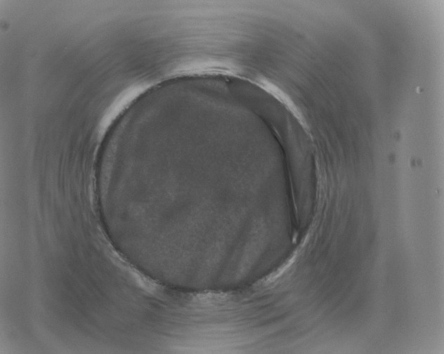 X0000076071277200610152218