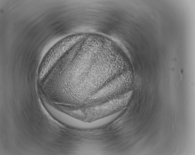 X0000076071295200610152218