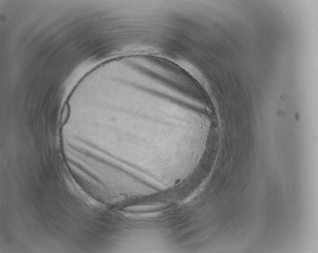 X0000076071296200610152218