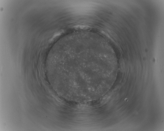 X0000076071297200610152217