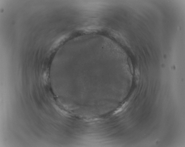 X0000076071300200610152217