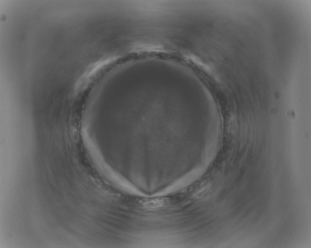 X0000076071303200610152217