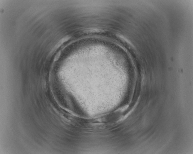 X0000076071305200610152217