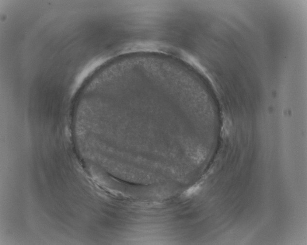 X0000076071312200610152217