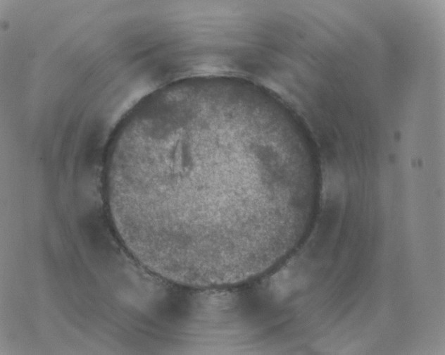 X0000076071314200610152218