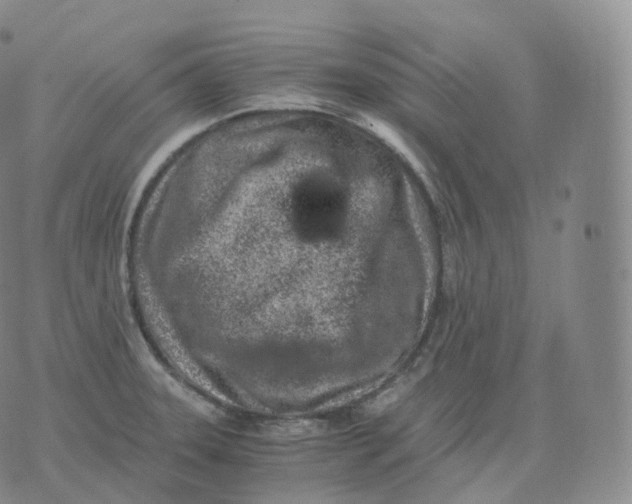 X0000076071331200610152218