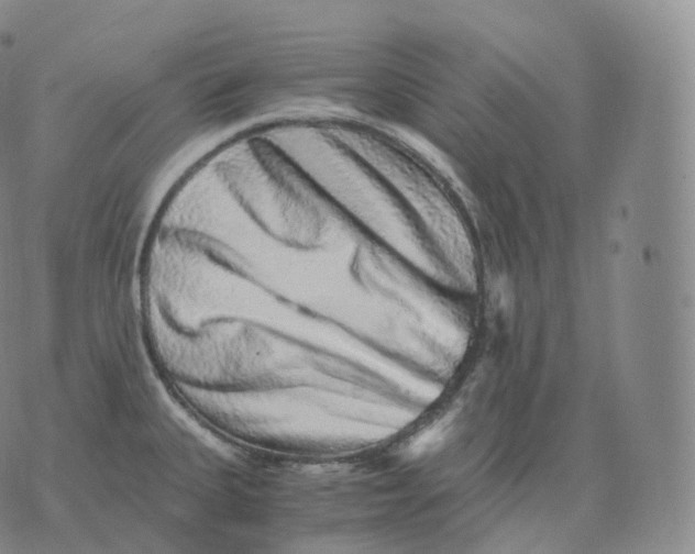 X0000076071335200610152218