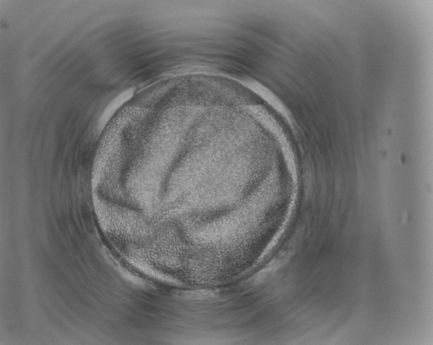 X0000076071337200610152218