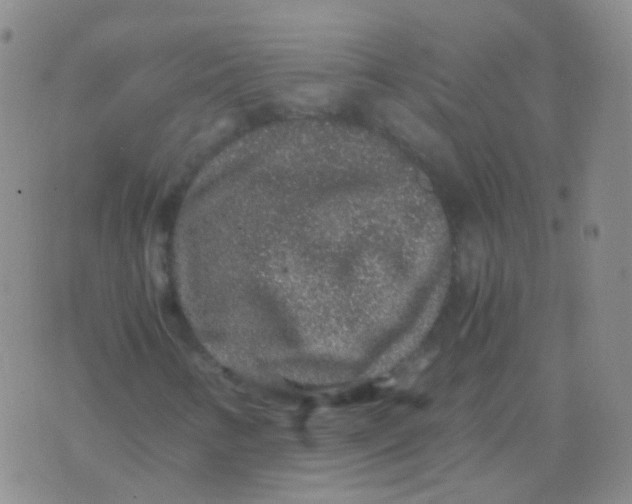 X0000076071346200610152217