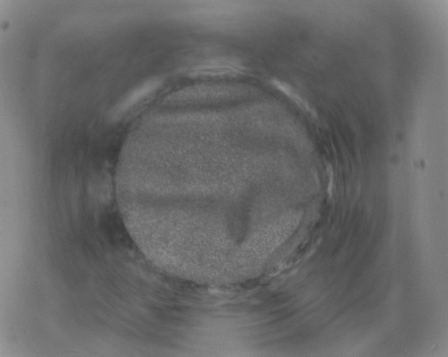 X0000076071350200610152217