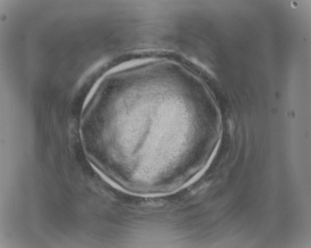 X0000076071351200610152217