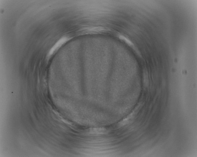 X0000076071354200610152217