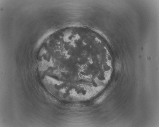 X0000076071359200610152217