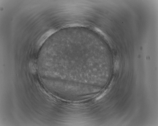 X0000076071361200610152217