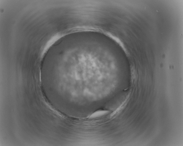 X0000076071365200610152217