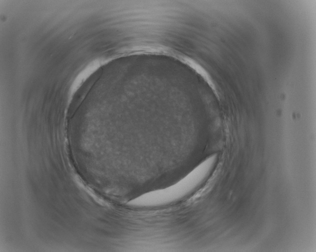 X0000076071373200610152217