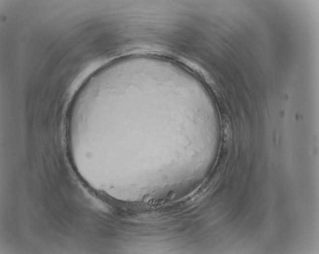 X0000076071375200610152217