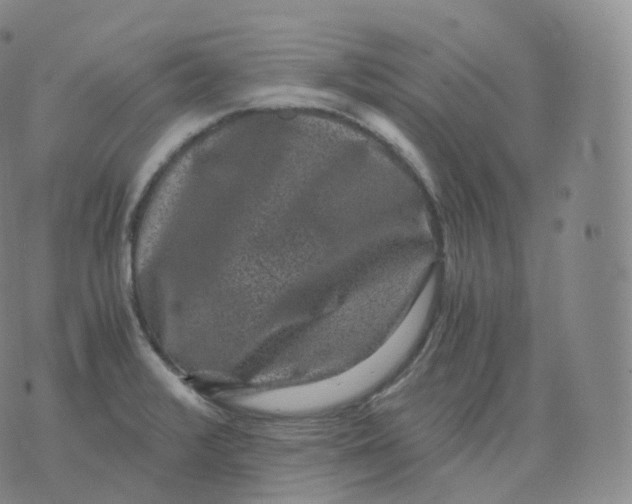 X0000076071376200610152217