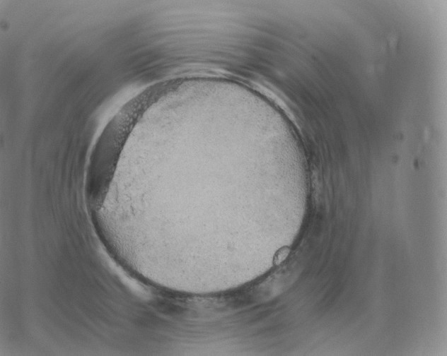 X0000076071379200610152217