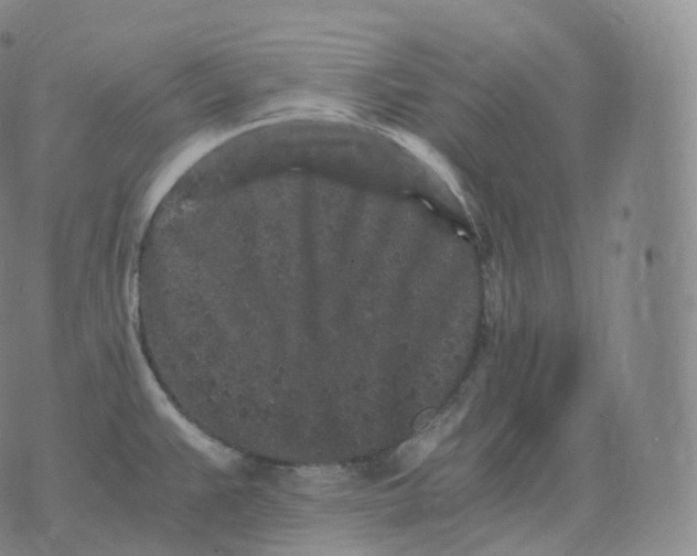 X0000076071383200610152217