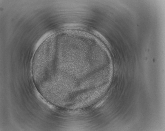 X0000076071386200610152217