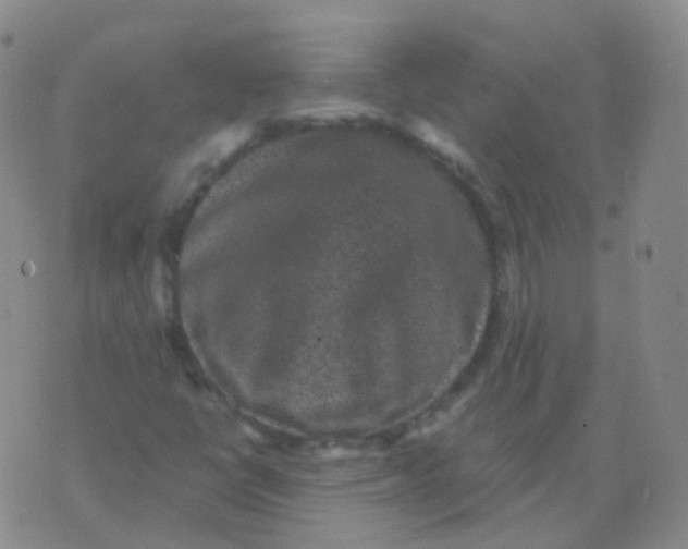 X0000076071398200610152216