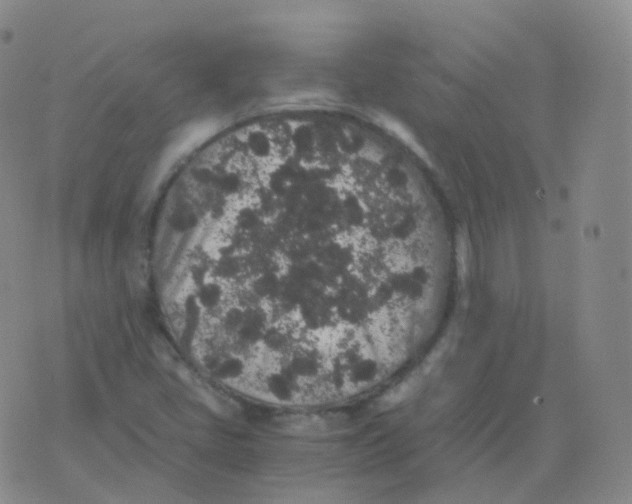 X0000076071405200610152216