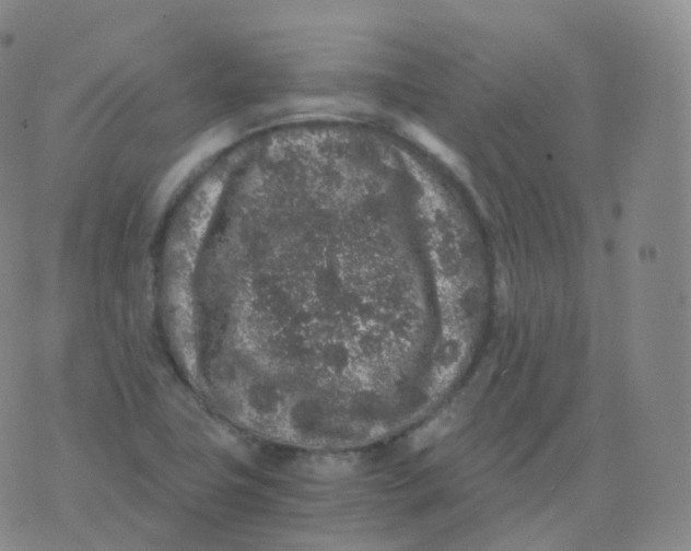 X0000076071411200610152216