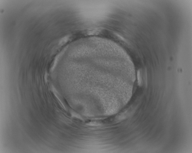 X0000076071443200610152216