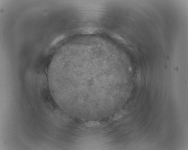 X0000076071446200610152216