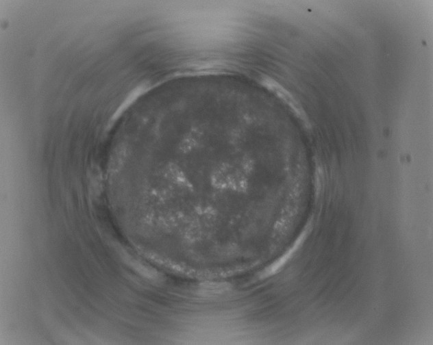 X0000076071449200610152215