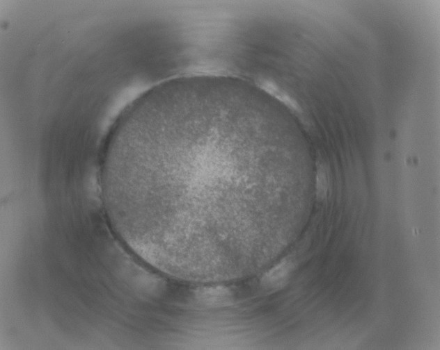 X0000076071454200610152215