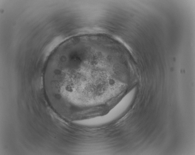 X0000076071459200610152215