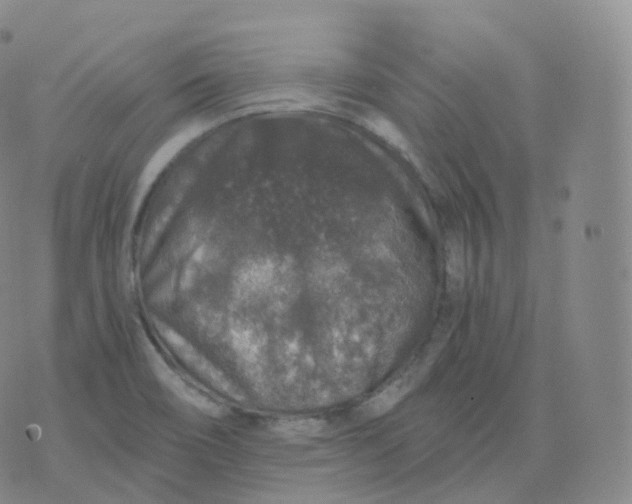 X0000076071466200610152215