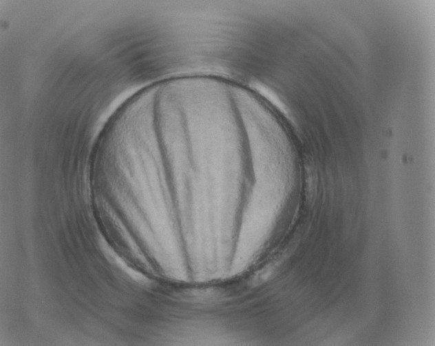 X0000076071468200610152215