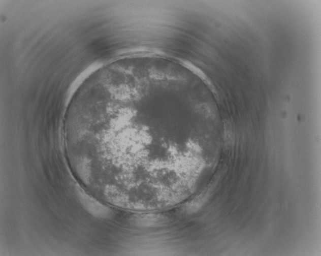 X0000076071474200610152215