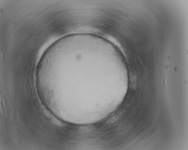 X0000076071480200610152215