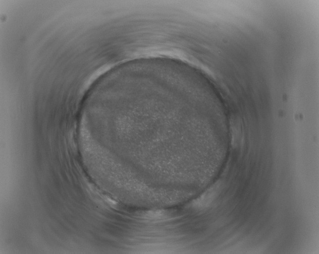 X0000076071497200610152214