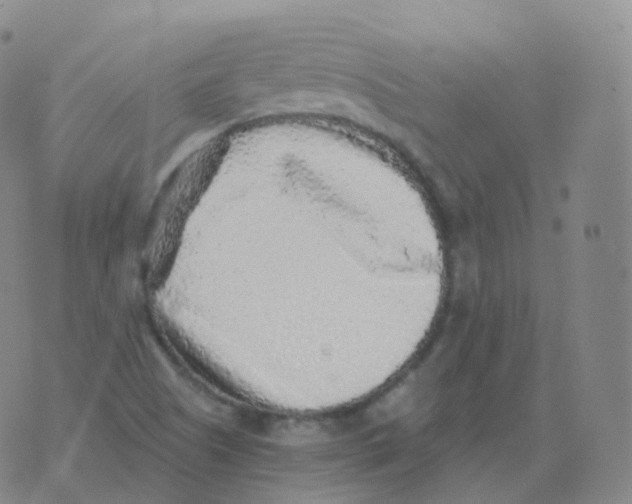 X0000076071505200610152214