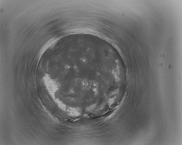 X0000076071529200610152215