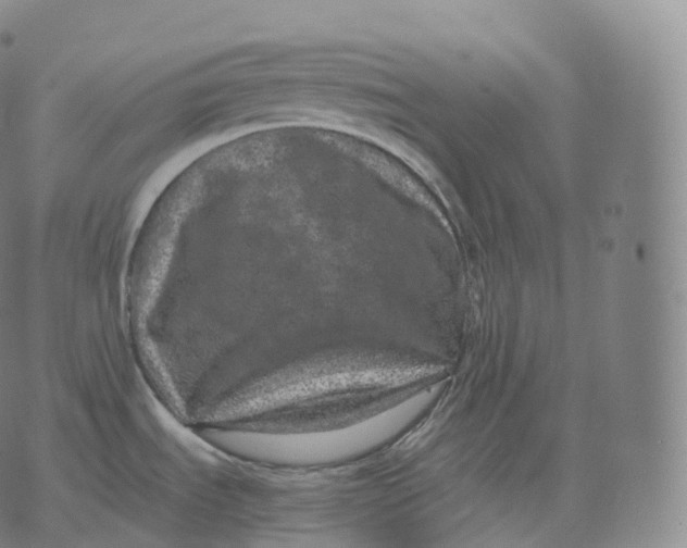 X0000076071535200610152215