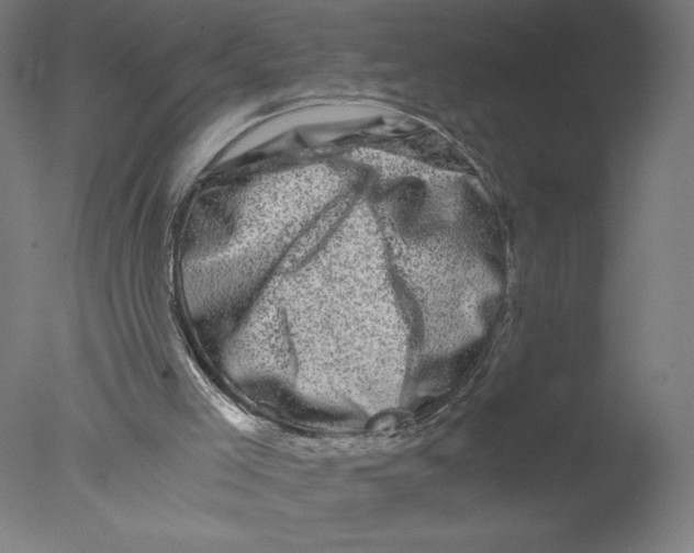 X0000076070005200610202026