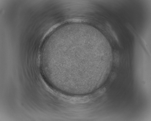 X0000076070016200610202026