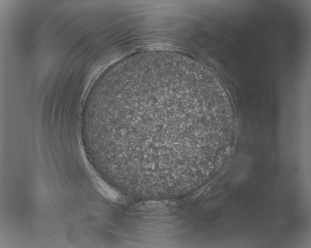 X0000076070049200610202025